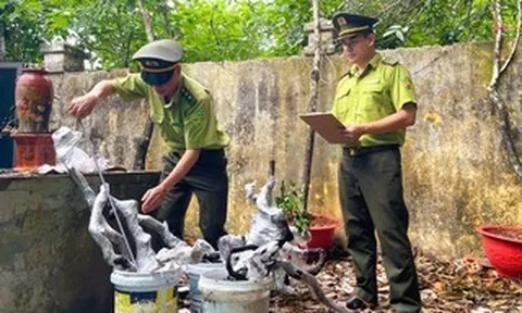 Kiểm lâm Thanh Hóa xử lý cây muội hồng thu giữ như thế nào?