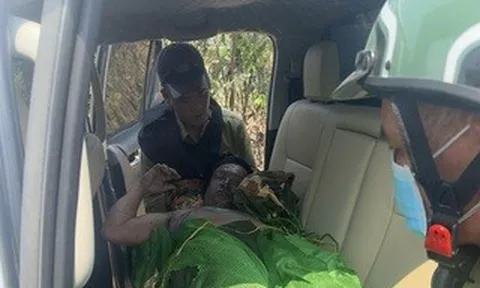 Gia Lai: Bị ong đốt khi tuần tra rừng, một người tử vong, nhiều người bị thương