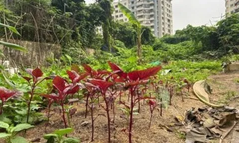 VIDEO: Dự án chậm tiến độ, người dân trồng rau, chuối trên "đất vàng" ở Hà Nội