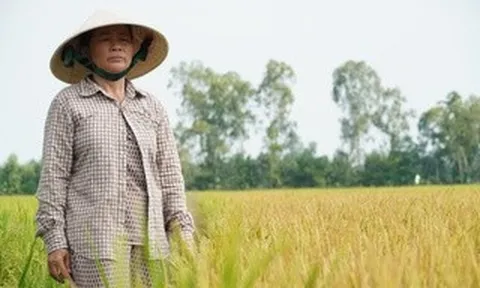 Công an vào cuộc vụ ruộng lúa ở Đồng Tháp nghi bị phá hoại 2 lần