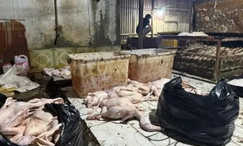 Đột kích điểm giết mổ vịt ở TPHCM lúc rạng sáng