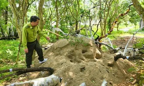 Kiểm lâm Thanh Hóa thu giữ 823 cây, phôi cây muội hồng, sẽ tiêu hủy cây chết