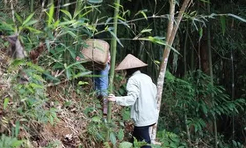 Từ 25/6, hành động tưởng vô hại trong rừng có thể khiến bạn bị phạt tới 25 triệu đồng