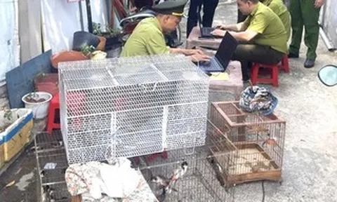 TPHCM: Tạm giữ 28 con chim nuôi nhốt không rõ nguồn gốc