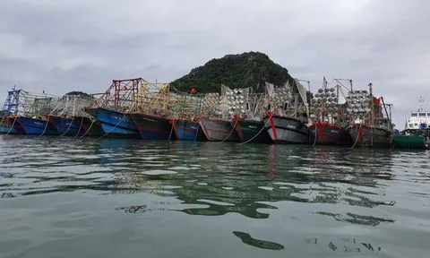 Ngư trường Quảng Ninh quá tải vì tàu cá nhỏ