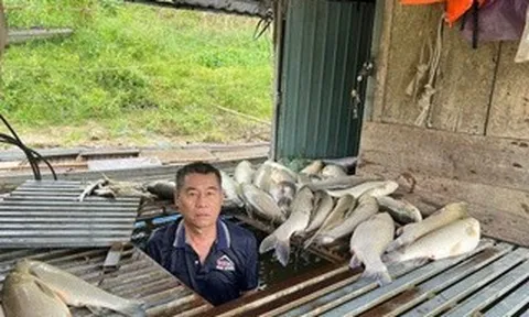 Vụ cá chết hàng loạt trên sông: Kết quả phân tích các mẫu nước