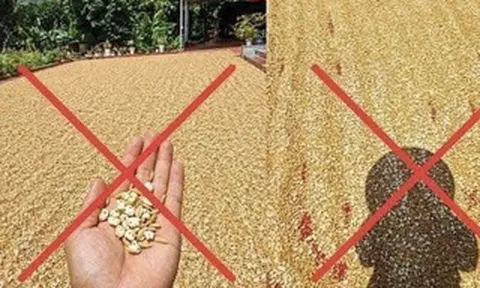 Đăng tin thóc phơi ngoài trời "nổ thành bỏng", người đàn ông bị xử lý