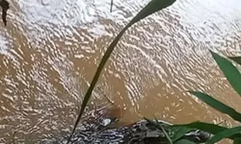 Truy tìm sinh vật lạ, nghi cá sấu nổi trên suối ở Đồng Nai