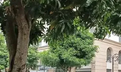 Nóng: Khám xét nơi ở của Huấn Hoa Hồng