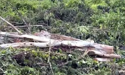 Người đàn ông 38 tuổi bị cây đè tử vong khi nhờ người đến cưa cây để dọn vườn, danh tính nạn nhân