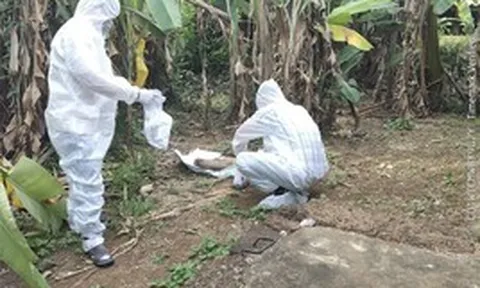 Chó nghi mắc bệnh dại cắn liên tiếp 6 người ở Quảng Ngãi