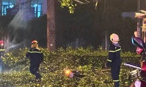 TPHCM: Nhánh cây lớn rơi trúng xe máy, hai vợ chồng thương vong