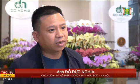 Hoa lan Hồ Điệp Đà Lạt lên ngôi trong dịp Tết Nguyên Đán Quý Mão 2023