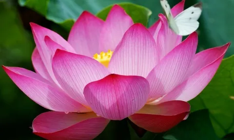 Viện Kinh tế Văn hoá và Nghệ thuật với tác phẩm chân dung Bác Hồ ghép từ hoa sen